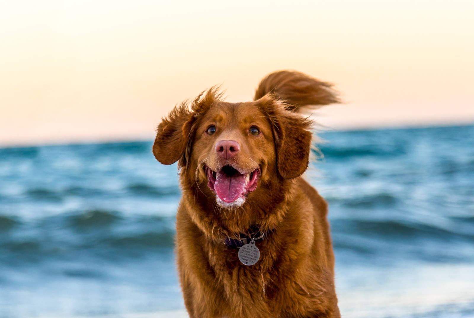 Kroatien Urlaub mit Hund